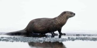 Perú es el país con más especies de nutrias