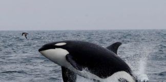 La saga de las orcas asesinas continua