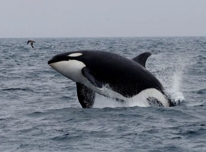 La saga de las orcas asesinas continua La saga de las orcas asesinas continua