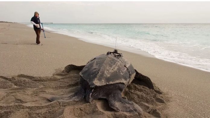 La tortuga más grande mide 2 metros de largo