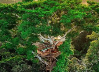 Conoce la casa del árbol ubicada en el Amazonas