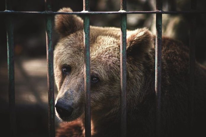 Reino Unido prohíbe la exportación de animales