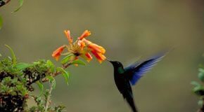 El misterio de los colibrís gigantes tiene un nuevo significado 