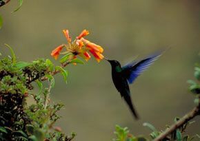 El misterio de los colibrís gigantes tiene un nuevo significado El misterio de los colibrís gigantes tiene un nuevo significado