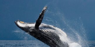 Las ballenas son reconocidas como Personalidad jurídica