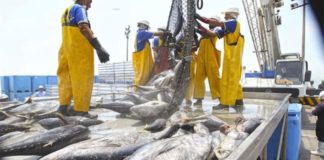 Poder Judicial decidiría que el proceder de la pesca industrial