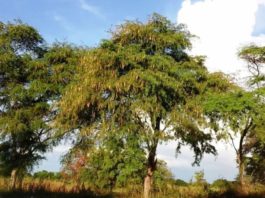 Bosques de Algarrobo en peligro de extinción