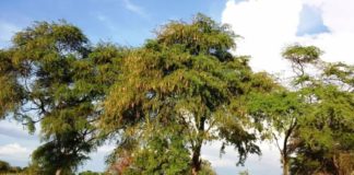 Bosques de Algarrobo en peligro de extinción