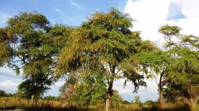 Bosques de Algarrobo en peligro de extinción