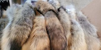Lituania prohibirá la cría de pieles a partir del 2027