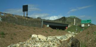 California construirá un muro para los animales silvestres