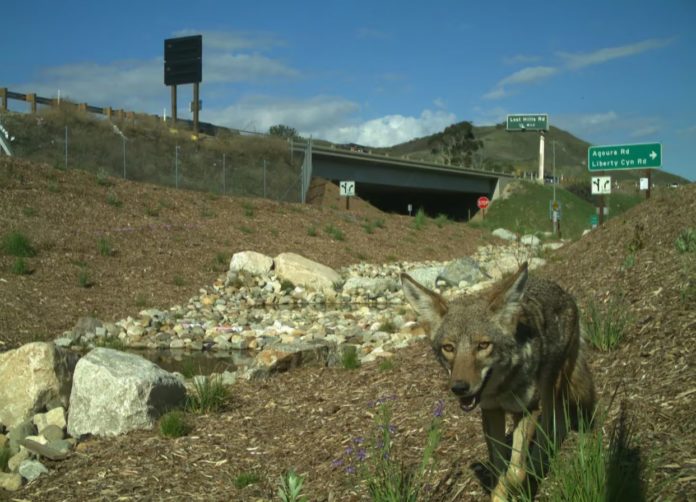 California construirá un muro para los animales silvestres