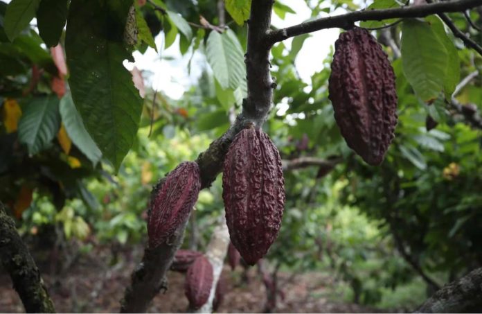 Otorgan financiamiento a productores agrícolas en 7 regiones