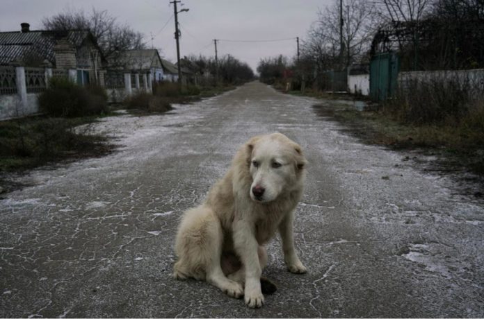 El Gobierno Turco esta pensando en sacrificar perros callejeros El Gobierno Turco esta pensando en sacrificar perros callejeros