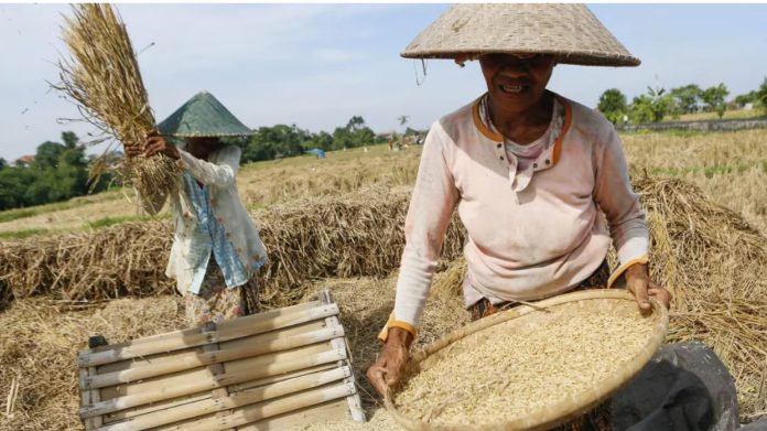 Indonesia: comenzó la siembra de nubes