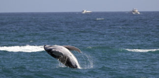 Ballenas grises se están encogiendo debido al cambio climático
