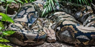 Pitón gigante devoró a mujer en Indonesia