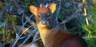 El pudú peruano: La nueva especie descubierta