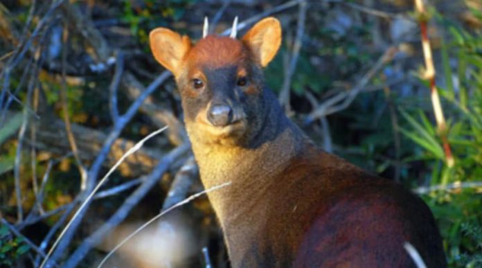 El pudú peruano: La nueva especie descubierta