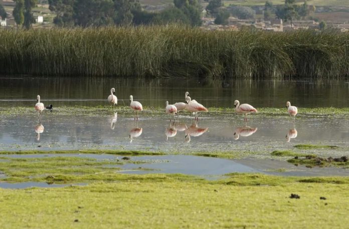 Congreso aprueba ley para la protección de humedales