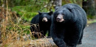 California: Oso atacó y mato a una mujer en su casa