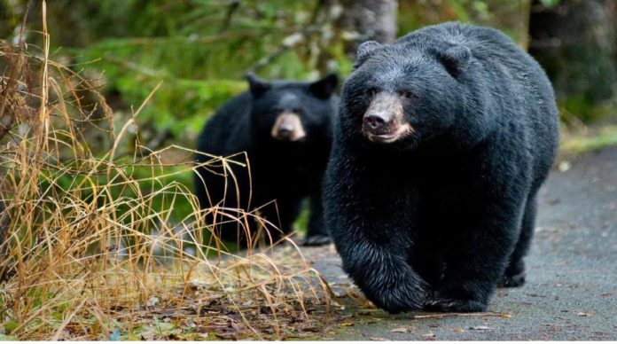 California: Oso atacó y mato a una mujer en su casa