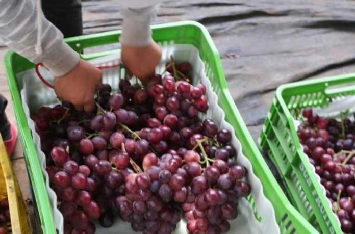 Gobierno peruano logra acuerdos para exportar nuevos productos agrícolas a China Gobierno peruano logra acuerdos para exportar nuevos productos agrícolas a China