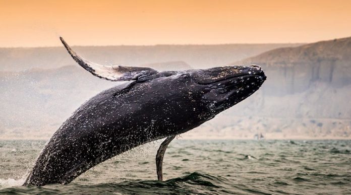 https://elmen.pe/tumbes-celebra-el-inicio-de-la-temporada-de-ballenas-jorobadas/