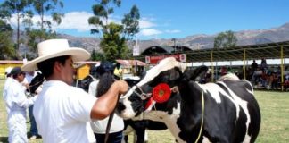 Feria Ganadera Fongal: Cajamarca espera más de 80,000 visitantes