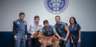 Universidad de Amazonas logra primer clon del caballo peruano de paso con tecnología de vanguardia