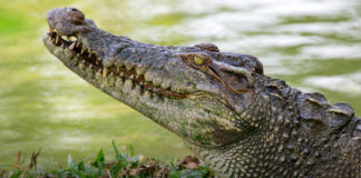 Indonesia: Cocodrilo mató a mujer que se bañaba en Río