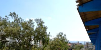 Cajamarca: Denuncian tala de 22 árboles por obra de pavimentación