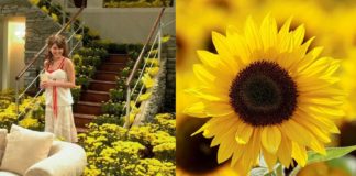 ¿Por qué se regalan flores amarillas los 21 de septiembre?