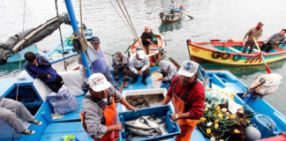 Pescadores de Piura denuncian escasez de pota y culpan a la pesca ilegal de barcos chinos