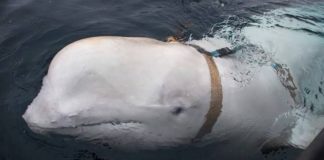 Ballena espía rusa murió en Noruega