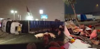 Cerdos mueren en choque de tráiler