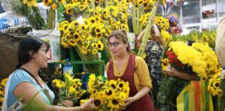 Flores amarillas: La tradición que marca el Inicio de la primavera en Perú