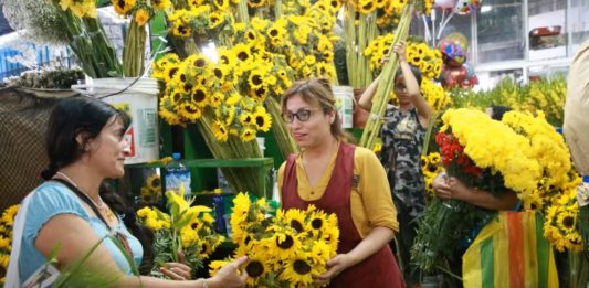Flores amarillas: La tradición que marca el Inicio de la primavera en Perú