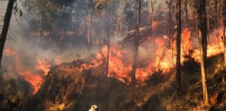 Incendios en Perú: ¿Cuál es el estado actual de la crisis forestal? Incendios en Perú: ¿Cuál es el estado actual de la crisis forestal?