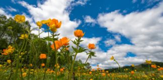 Primavera en Perú: Senamhi indica qué fecha inicia la estación