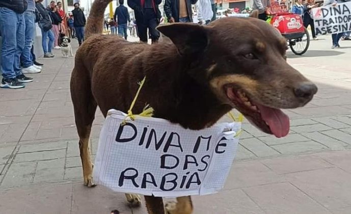 Hasta &lsquo;firulays&rsquo; se pleg&oacute; al paro criticando a Dina