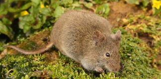 Tacna: descubren nueva especie de mamífero