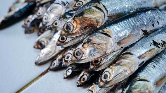 Incremento en la cuota de pesca de anchoveta para 2024 