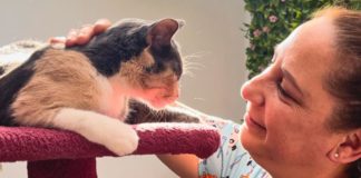 Refugio felino en Lima: El hotel Nana Cats ofrece cuidado y amor a gatos ansiosos