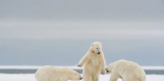 El calentamiento global amenaza a los osos polares con patógenos peligrosos