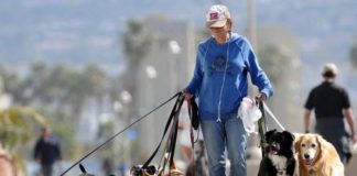 paseando perros