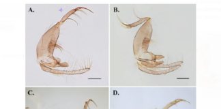 Amazonía peruana: descubren nueva especie de insecto