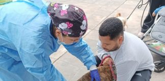 Se viene vacuna masiva de perros