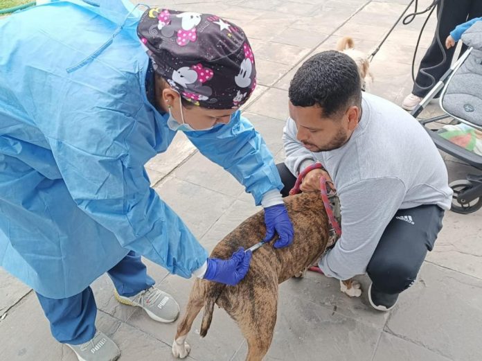 Se viene vacuna masiva de perros Se viene vacuna masiva de perros