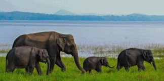 India: Mueren diez elefentes por envenenamiento